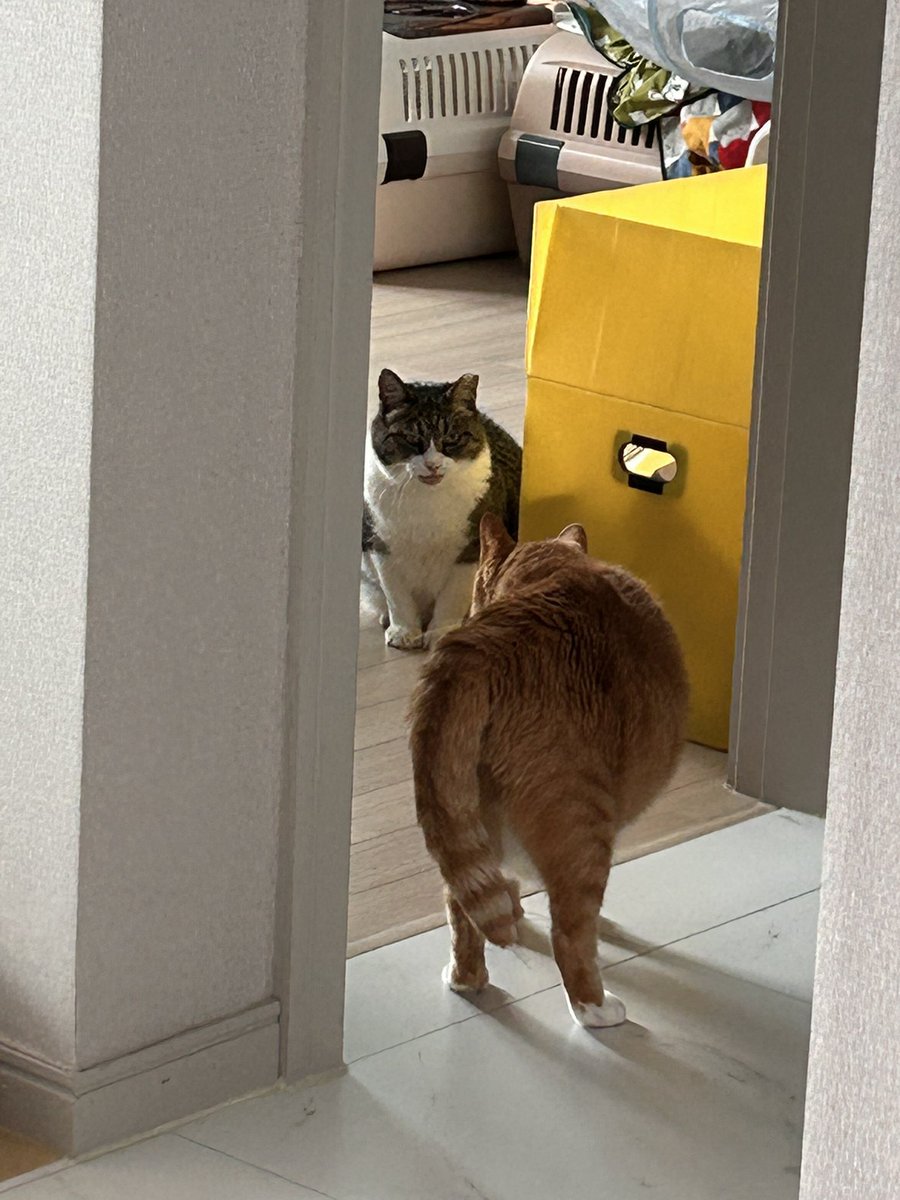 nabjacks's tweet photo. 너 뉘기야 https://t.co/woX62C15pW