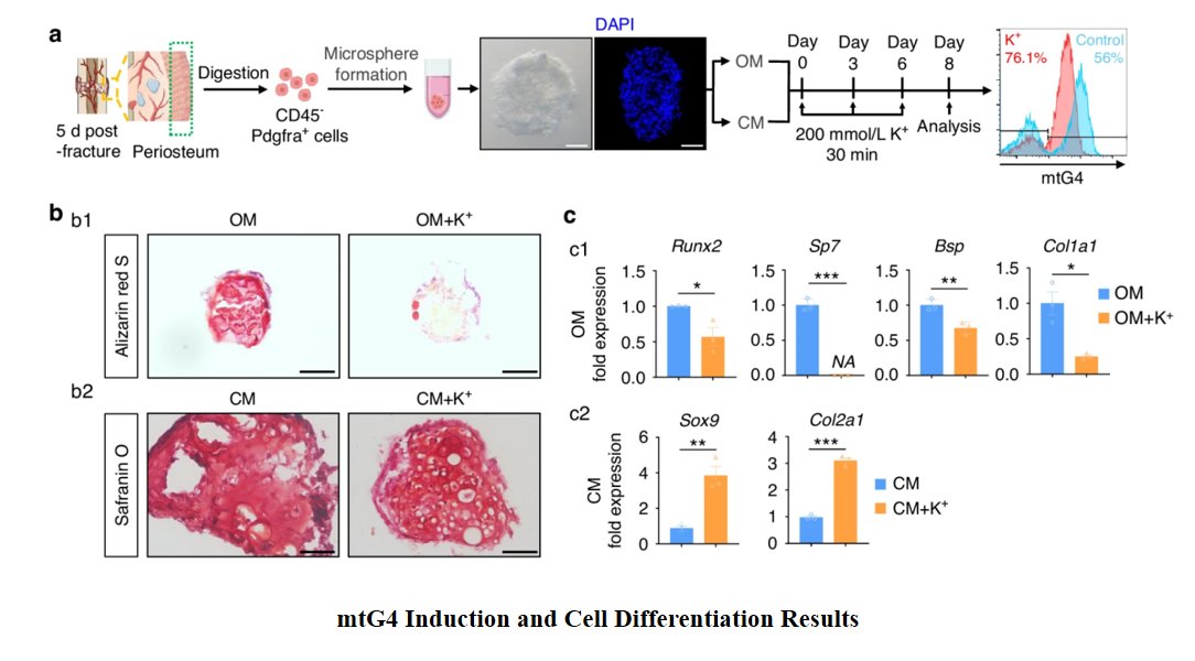 BoneRes_Office's tweet photo. Aging #bones heal poorly because specific #DNA structures(mtG4) build up in bone stem cells, draining their #energy and forcing them into early retirement. Targeting this mechanism could lead to new therapies that rejuvenate bone repair and prevent #fractures in older adults.😀
@BoneRes_Office
https://t.co/PxbSWf1w6A