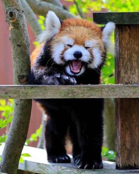 falcon_tenor's tweet photo. 今日は到津の森公園の野風(ノカゼ)さん、
17歳のお誕生日です
これからも元気にのんびり過ごしてね

②「お誕生日プレゼント、楽しみやな〜！」
(神戸弁指導  野花ちゃん)

#到津の森公園 #レッサーパンダ
#野風 #ノカゼ
#17歳 #お誕生日
#キヤノン #R1
#キヤノン党でほめあいたい https://t.co/AT2R5oQExb