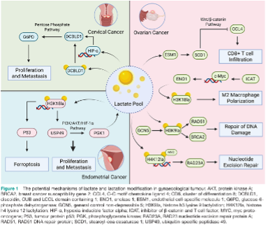 GynecologyGOCM's tweet photo. #GOCM Review of lactate and lactylation in tumour immunotherapy
📌 Therapeutic strategies: LDH-A inhibitors • MCT1/4 blockers • Smart nanoparticles
📌 Future directions: Cell-type specificity • Biomarker development • Clinical translation
🔗https://t.co/OXHfSBpGBI #TME #BMJ https://t.co/vMNQYYZ9kx