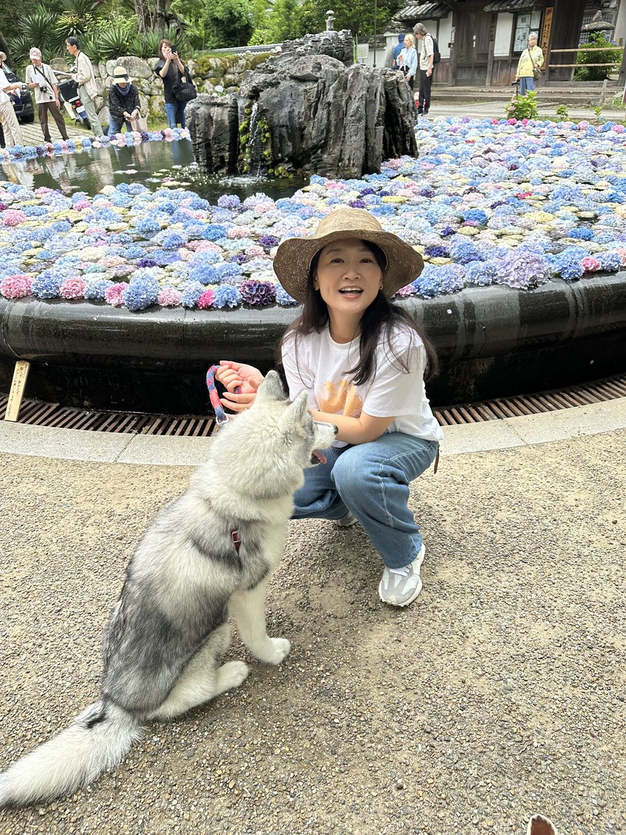 sakura_yuno_'s tweet photo. 思春期真っ盛りのみなも🐶

#シベリアンハスキー
#ハスキー https://t.co/WAQjTdgrNc