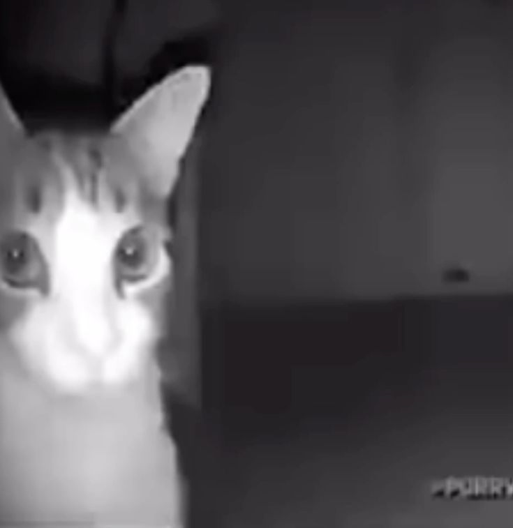 SummerPlasma's tweet photo. @vxunderground me when i wake up then i- https://t.co/ZkVPLULZfZ