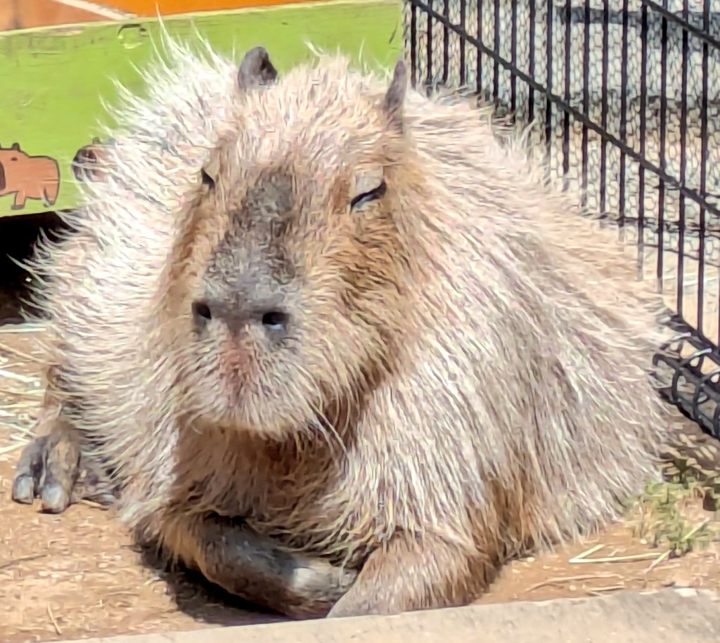 パピコ ちゃん8歳🐹のお誕生日おめでとうございます🎂🎉 #カピバラ三