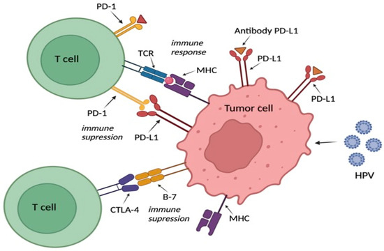 JCM_MDPI's tweet photo. #mdpijcm
๐ฉบDon't miss this #Review
Citations 13
โจNovel Predictive Biomarkers in the Head and Neck Squamous Cell Carcinoma (#HNSCC)
๐https://t.co/Oxx1gHqMMY
@MediPharma_MDPI
#immunotherapy #predictivebiomarkers https://t.co/7AM43AmLhF