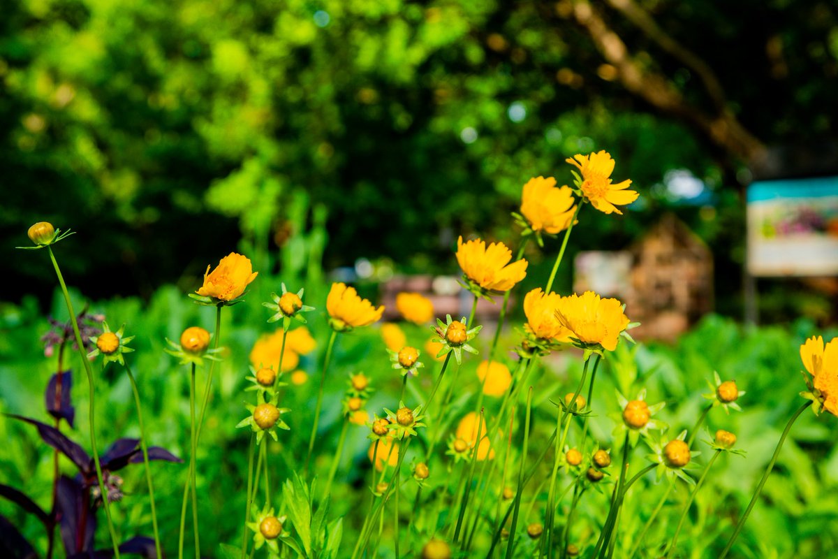 TulsaZoo's tweet photo. It's National Pollinator Week! 🌼🐝 Pollinators like bees, butterflies, moths, beetles and other insects play an important role in healthy ecosystems, and there are simple ways you can support them at home:

🌱 Plant native flowers
🚫 Avoid pesticide use
🏨 Install a bug hotel https://t.co/3KxtrudMnR