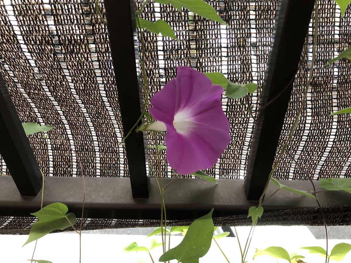 clearriver1983's tweet photo. 雨がしとしと降っています。朝顔が綺麗に咲いています。みなさまが素敵な1日になりますように( ⁎ᵕᴗᵕ⁎ ) https://t.co/7oISlq9681