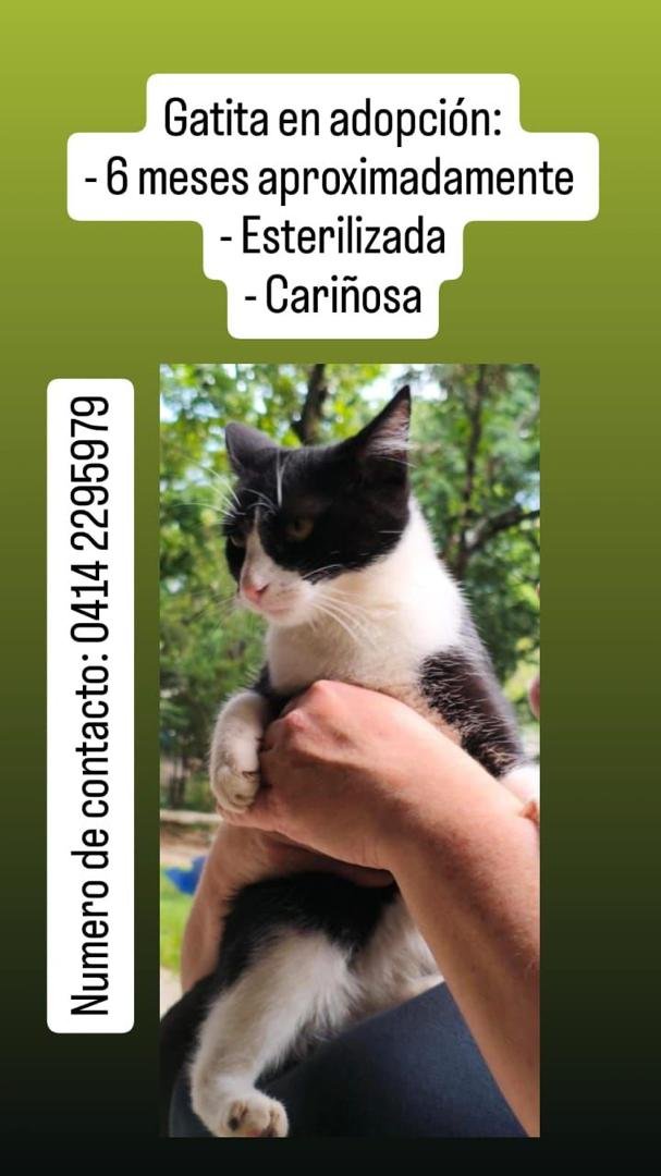 yaracalcagno's tweet photo. Adopta y Salva una vida. 
Esta en Caracas. https://t.co/b54v9nX2tU