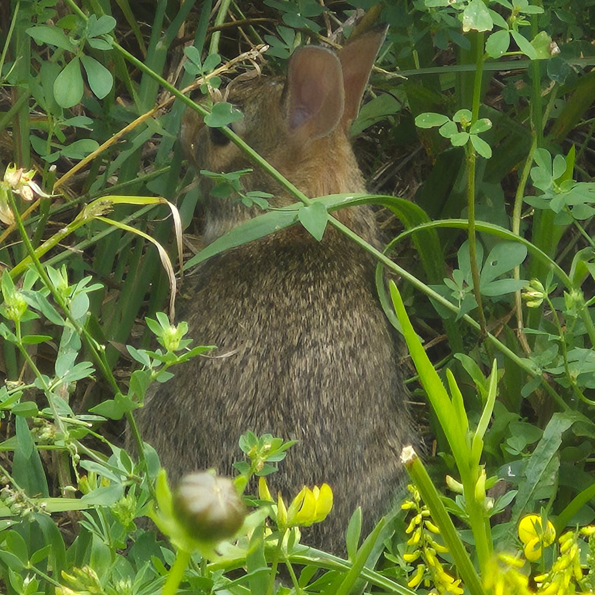 itaelu's tweet photo. A little baby rabbit I saw on my walk 🐇 https://t.co/nz6bEkluiS