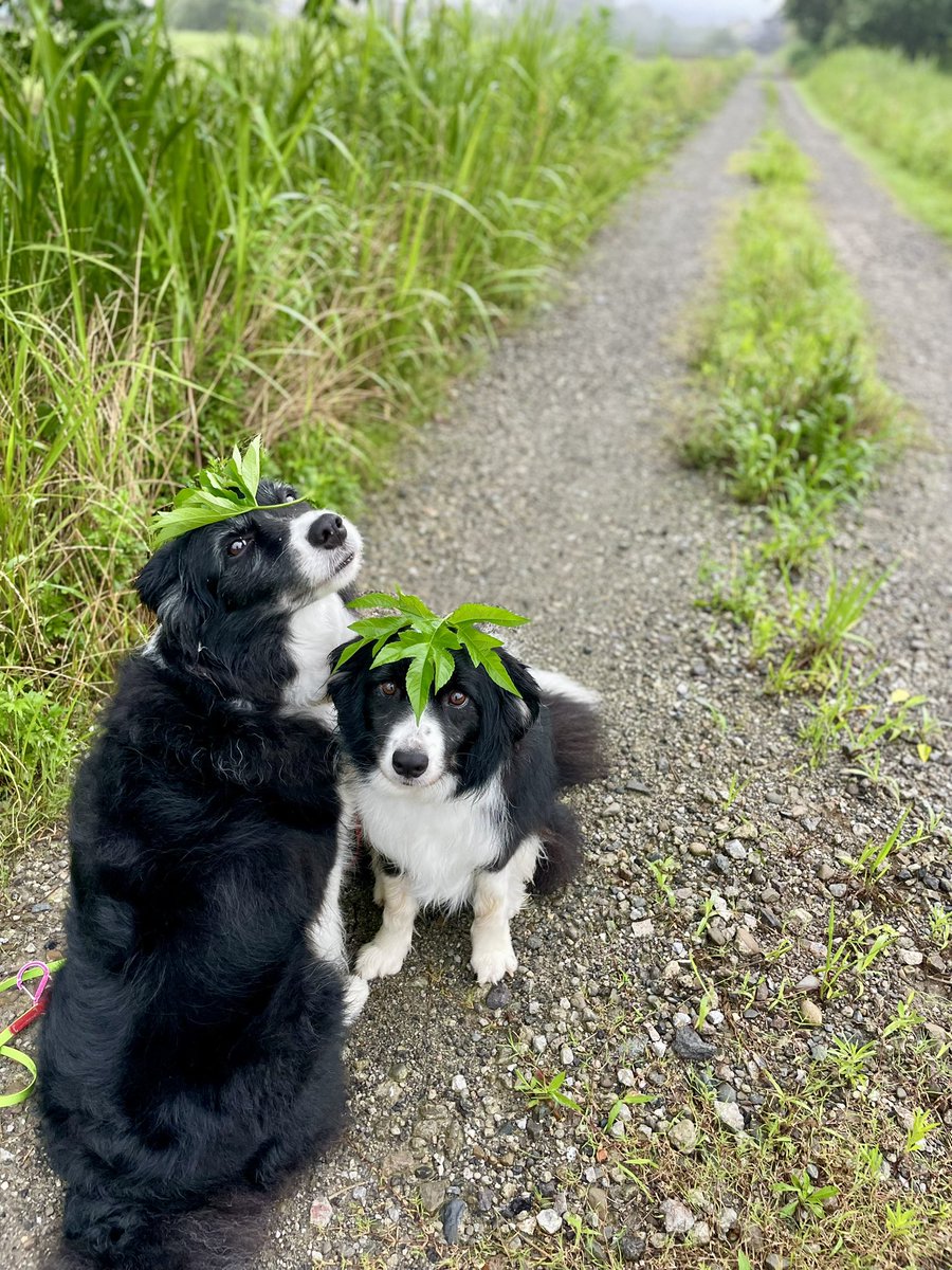 ink0Sammy's tweet photo. 朝んぽ

#ボーダーコリー  #bordercollie
#保護犬 #元保護犬 #里親になりまして #犬のいる暮らし  #多頭飼育

台風前の
静けさ
ってやつなのかなぁ https://t.co/vvrLyOFS03