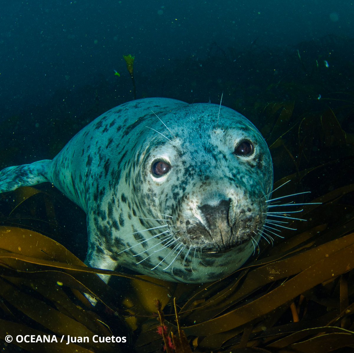 oceana's tweet photo. Hello from this curious grey seal! 🦭

This inquisitive fellow came by to say hello during Oceana's North Sea Expedition in 2017. This expedition allowed us to both learn more about previously studied areas, as well as explore new places in need of protection! https://t.co/6dGExvTDuI