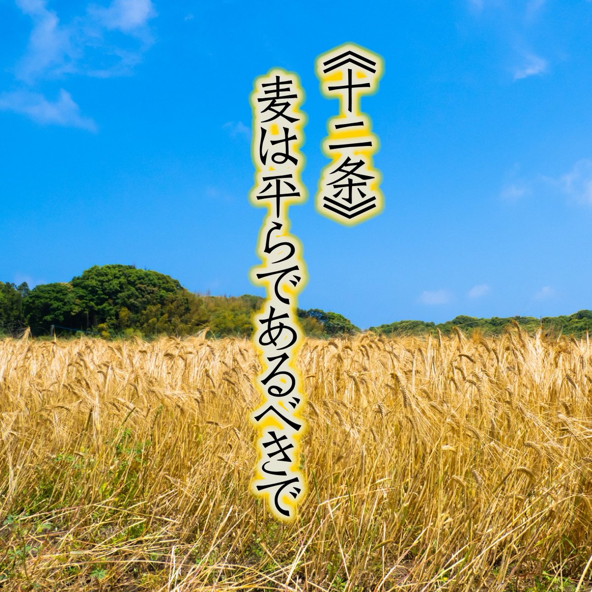 chichilo_j's tweet photo. 俳句ポスト365、兼題「麦」結果

（木曜日・秀作）
《十二条》麦は平らであるべきで　凪太

たぶん５年くらいぶりの秀作
50歳になってから一週間でいろいろ嬉しいことありすぎなんだけどなんなのこれ

夏井いつき組長評「憲法十二条とは「自由及び権利の保持義務と公共福祉性」についての記述。↓ https://t.co/2genyupZJV
