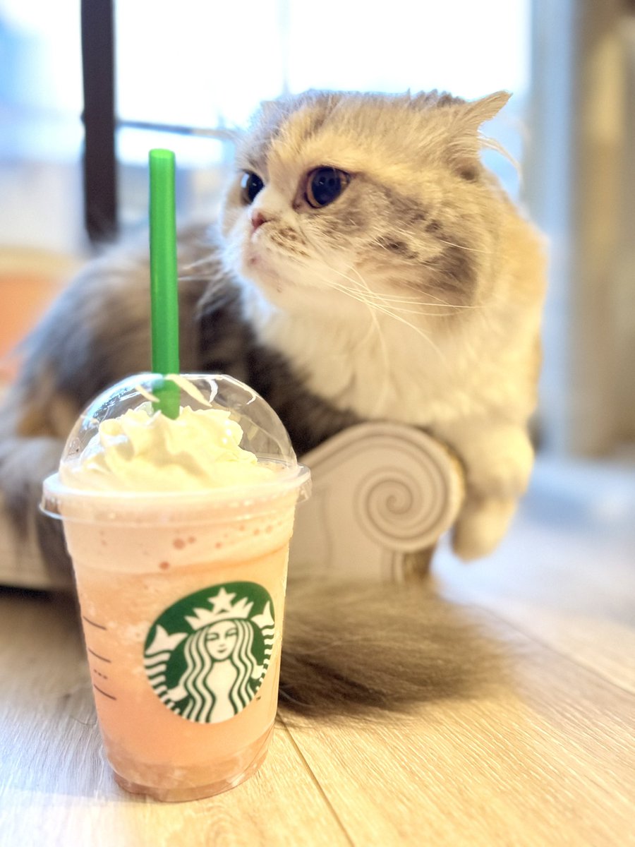 茶々ママページ 茶々ママ (@chachamama0515) / Posts / X