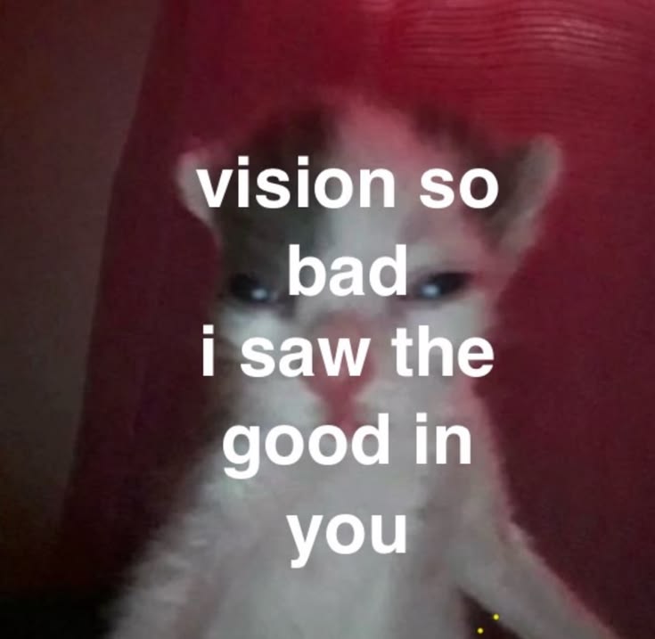 catsbeiingcats's tweet photo. https://t.co/YTqA28FiQ8