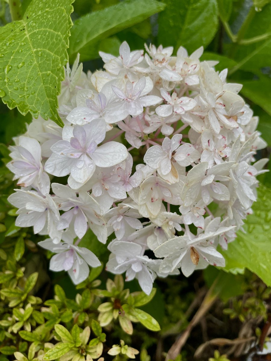 おはようございます。 雨の木曜日です。 見納めの紫陽花が 濡れて綺麗