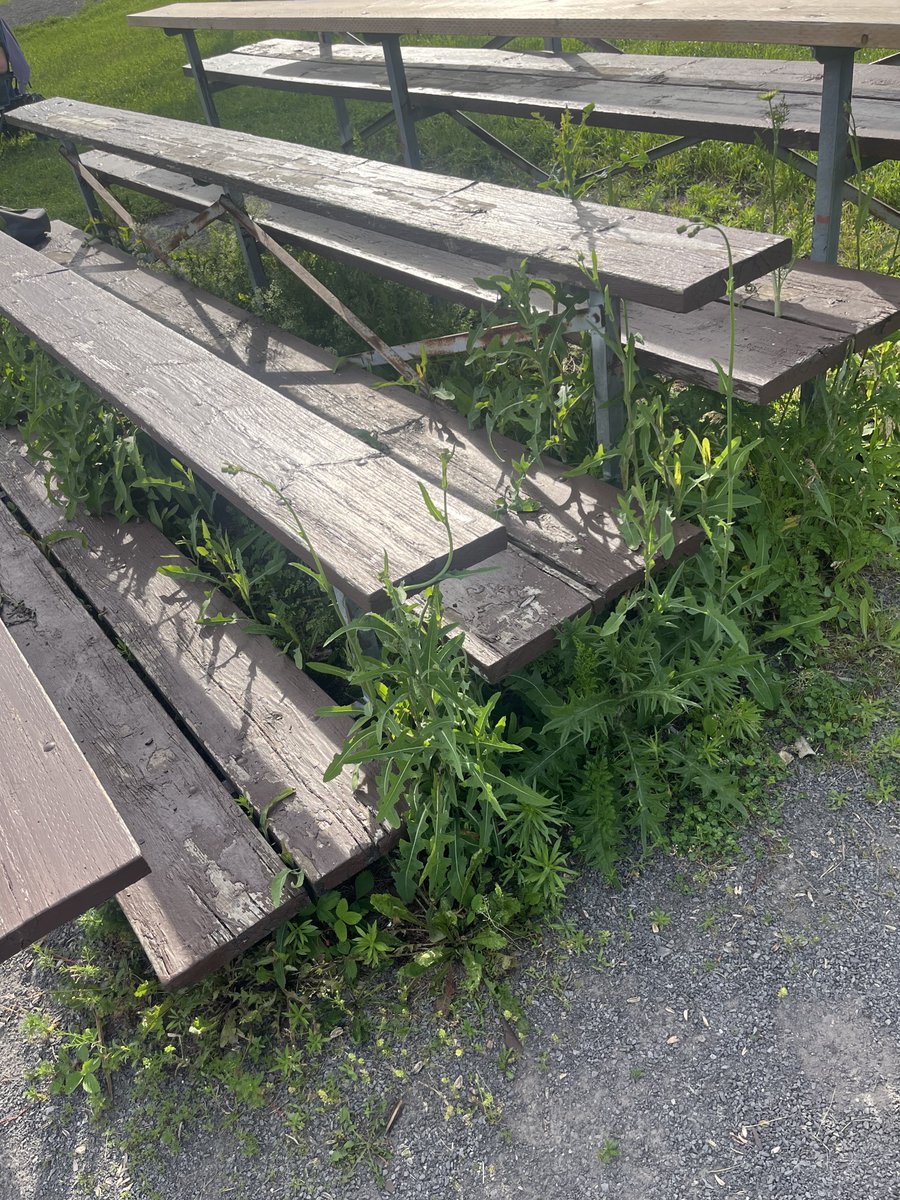 DISLAT's tweet photo. @ottawacity We deserve better. #Grasshopper field. Not to mention the clumps of grass in the outfield. Get it together. https://t.co/Uef2Zt2e7H