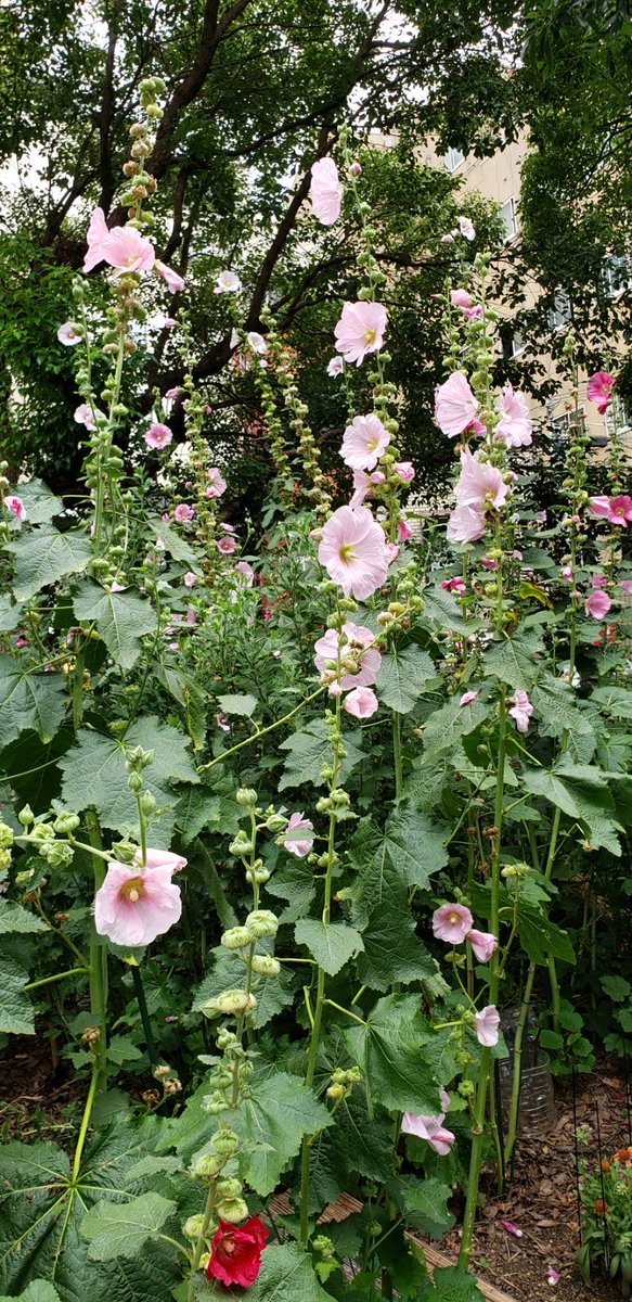 L34Gw's tweet photo. 花咲かじいさんの花壇 https://t.co/e7Scch5jjK