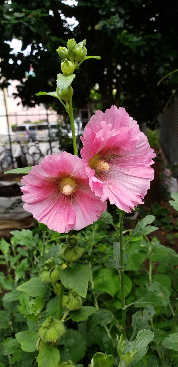 L34Gw's tweet photo. 花咲かじいさんの花壇 https://t.co/e7Scch5jjK