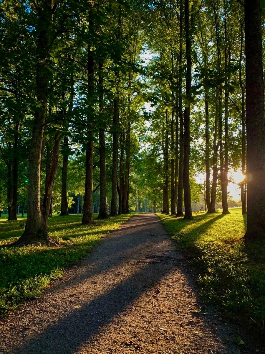 earthcurated's tweet photo. "Finding peace in the shadows and light." 🌳✨ https://t.co/udcmYZSdnS
