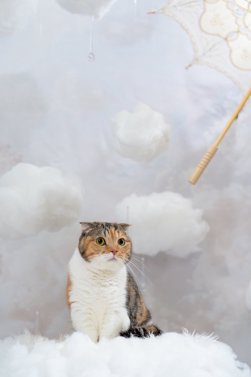 koyumiyu_cats's tweet photo. 朝から雨🌧️

週末の台風が心配だにゃ💦

みゆき🐈

photo アニマルラグーン

#猫好きさんと繋がりたい
#写真好きな人と繋がりたい https://t.co/iOkoGoNlpg
