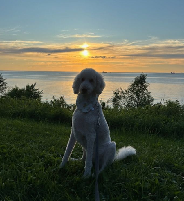 DoodleNessa's tweet photo. My heart is full of gratitude for the love you’ve all sent our way after we lost Nessa. I’m over my comment limit today and can’t thank you personally, but your stories, memories, and support have brought us so much comfort during this incredibly hard time 
Macie from yesterday🫶 https://t.co/4MVW33Kel1