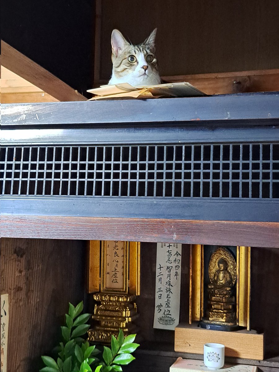 0804tamu's tweet photo. おはようございます！
5キロになったよ🐱
仏壇の上にいたら、おばあちゃんにめっちゃ怒られたよ😢
ごめんなさい😣今度は神棚にするね😅

#猫のいる暮らし
#猫 https://t.co/Uh2JBzJwXH