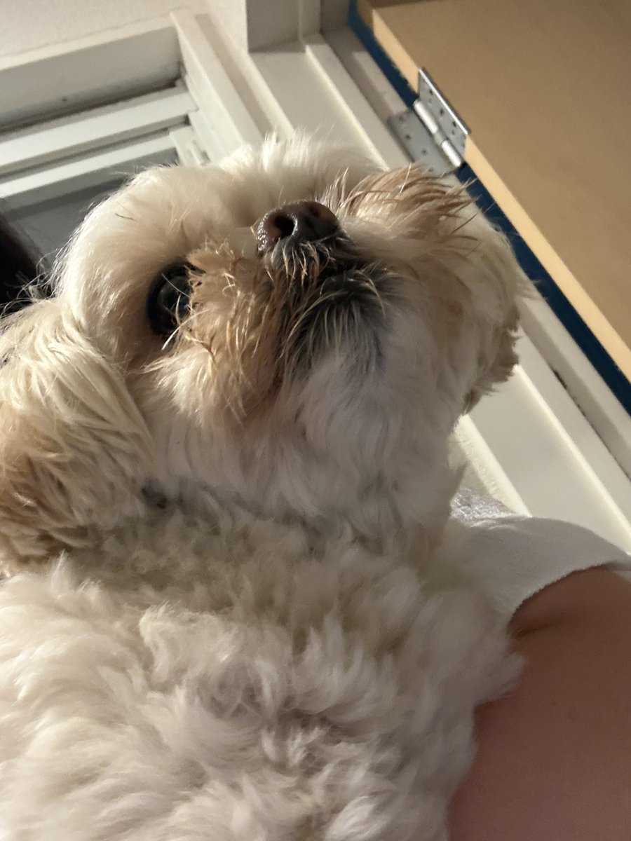 chula_0802's tweet photo. 朝から地震🫨抱き上げられた🐶

青森のほうのかた大丈夫かな？ https://t.co/eURfpW4T9W