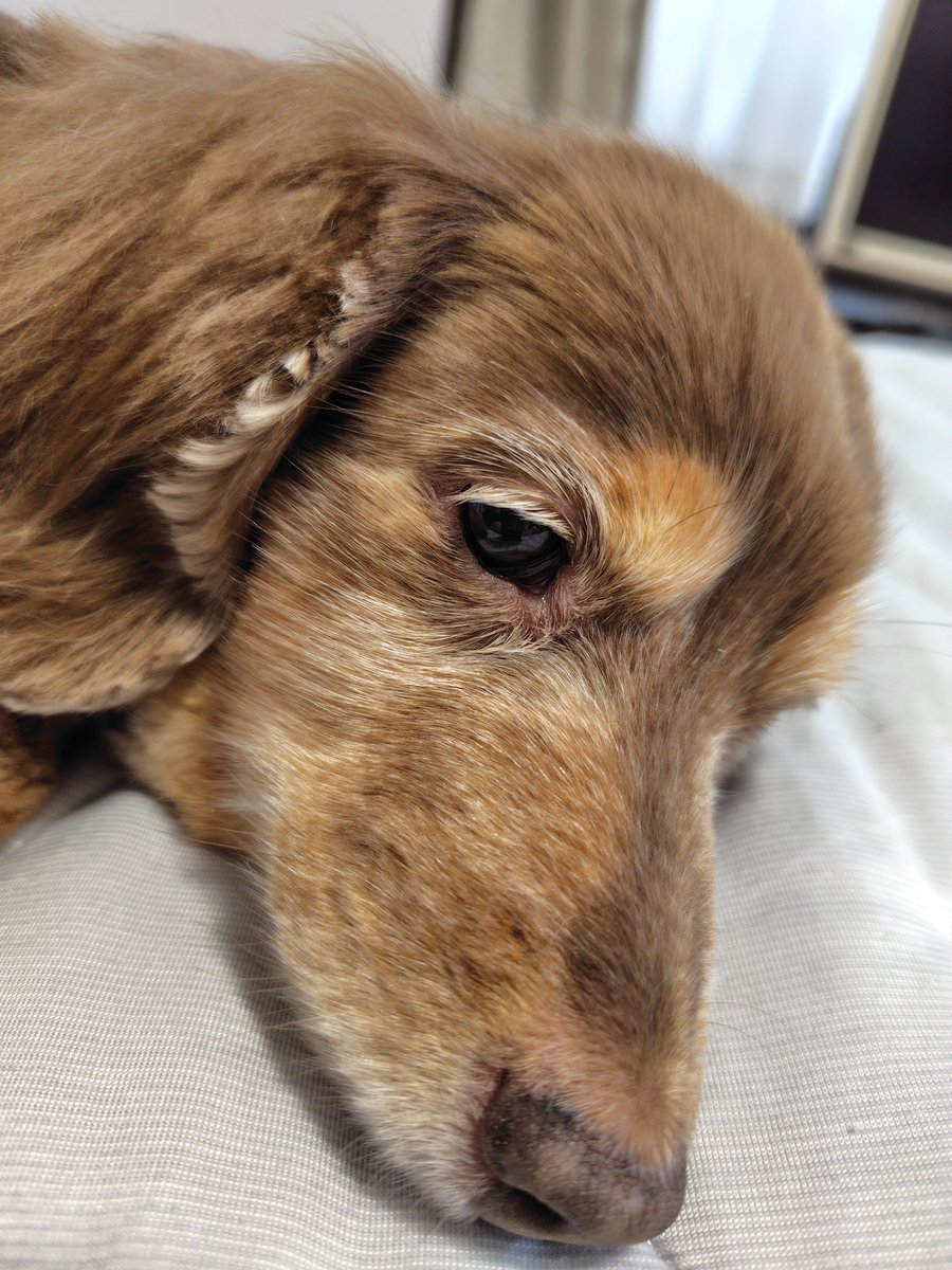 Forester_572's tweet photo. おはよー
雨だから寝るか…😴

#ミニチュアダックス
#プラムケンネル
#短足犬
#チョコタン
#おはよー
#𓍯𓉔𓄿𓇌𓍯𓍯 https://t.co/sFanvrxc53