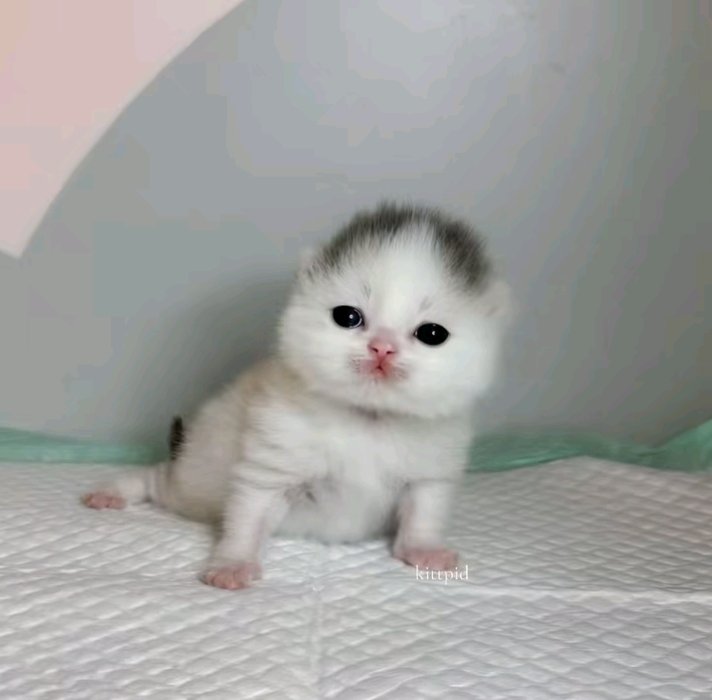 Acccidtrip's tweet photo. @pyrovaler0nex look at this cat https://t.co/4prOysLlBW