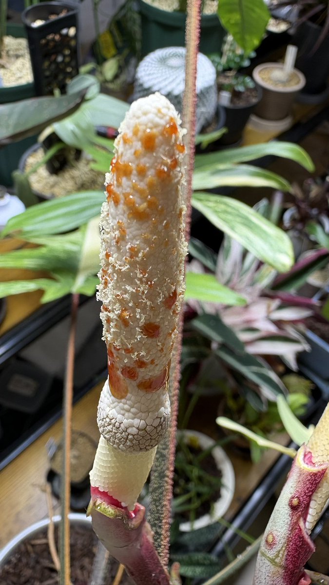 MicroTom0120's tweet photo. 剥いてみたらこんな感じ、ネバネバすぎ！
上が雄花で下が雌花なのかな？
左は花粉が出てるっぽいので一応雌花に塗りつけてみましたが・・・？ https://t.co/t1ym1rqgb3