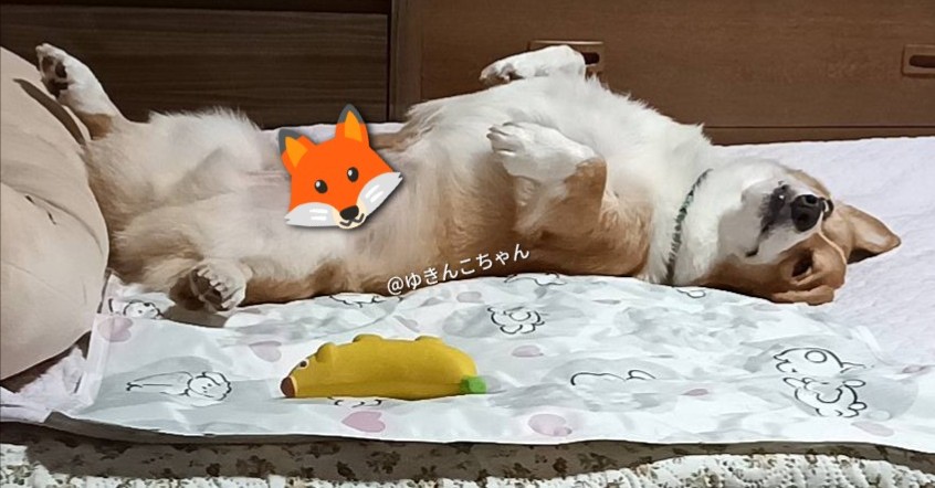 Yukikun20201004's tweet photo. 二度寝🐕️💤
#コーギー #犬好きさんと繋がりたい #CorgiLover #犬のいる暮らし https://t.co/Tu79Z8Ov32