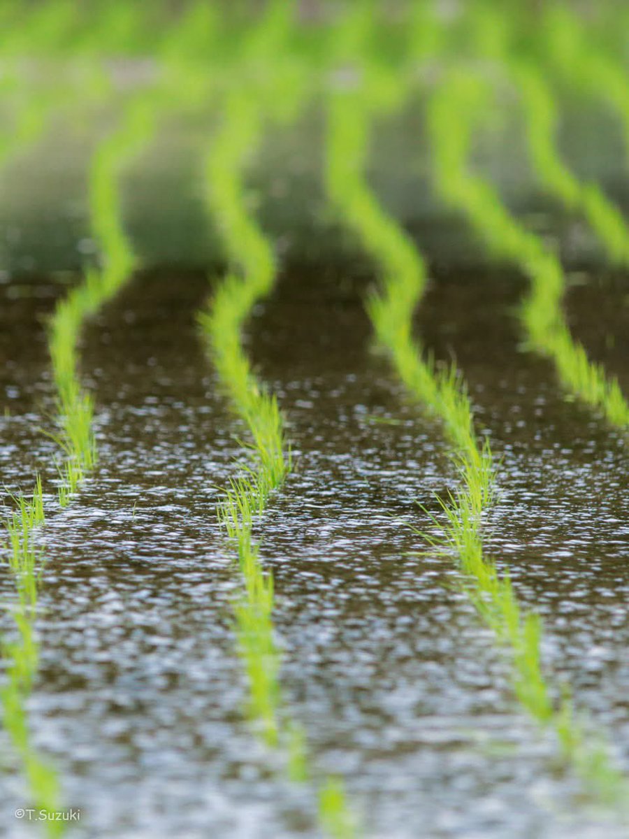 jp_sonz's tweet photo. 水面に、季節がまっすぐ根を下ろす。

The season takes root in quiet lines.

#田植え #RicePlanting https://t.co/bntaYhw7lT