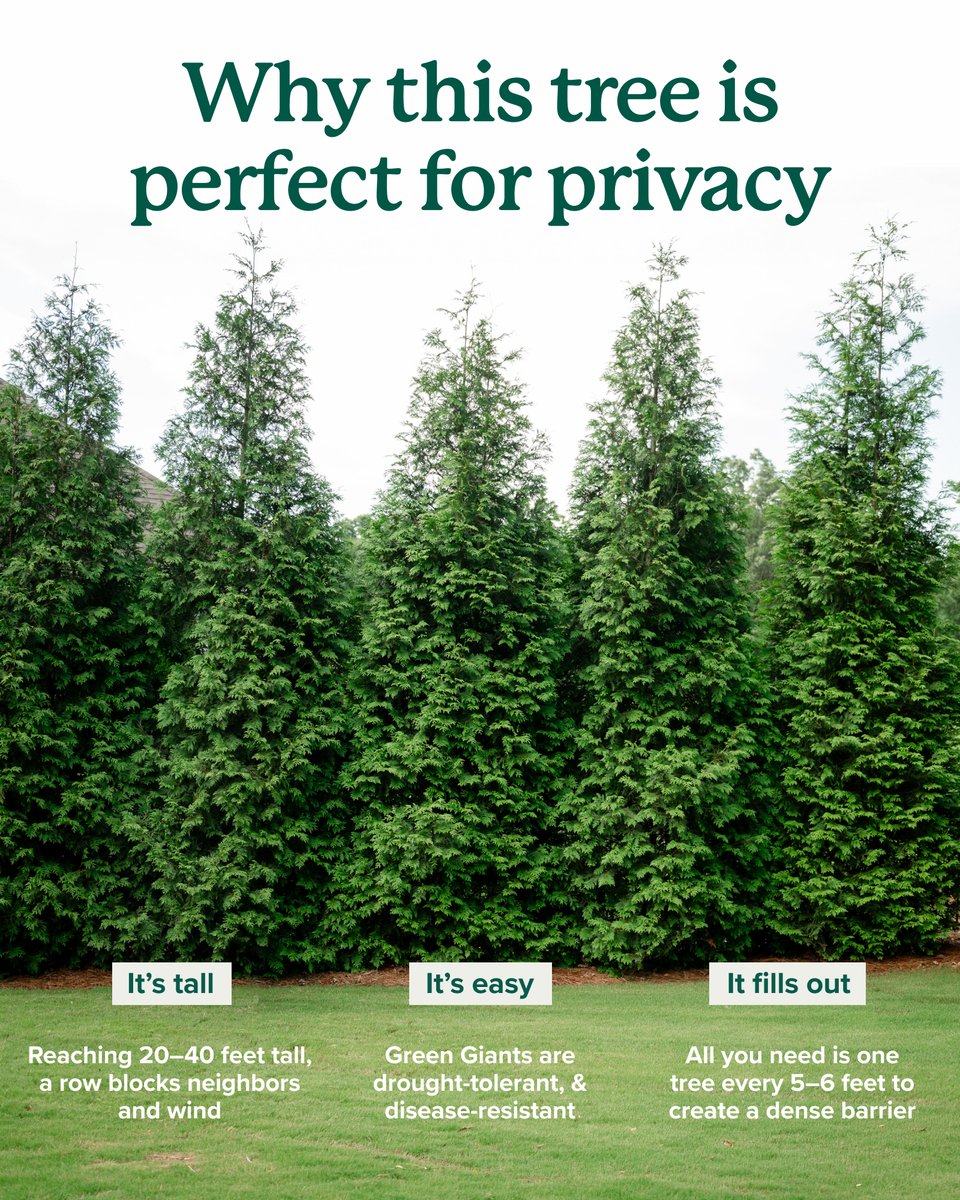 FastGrowingTree tweet picture