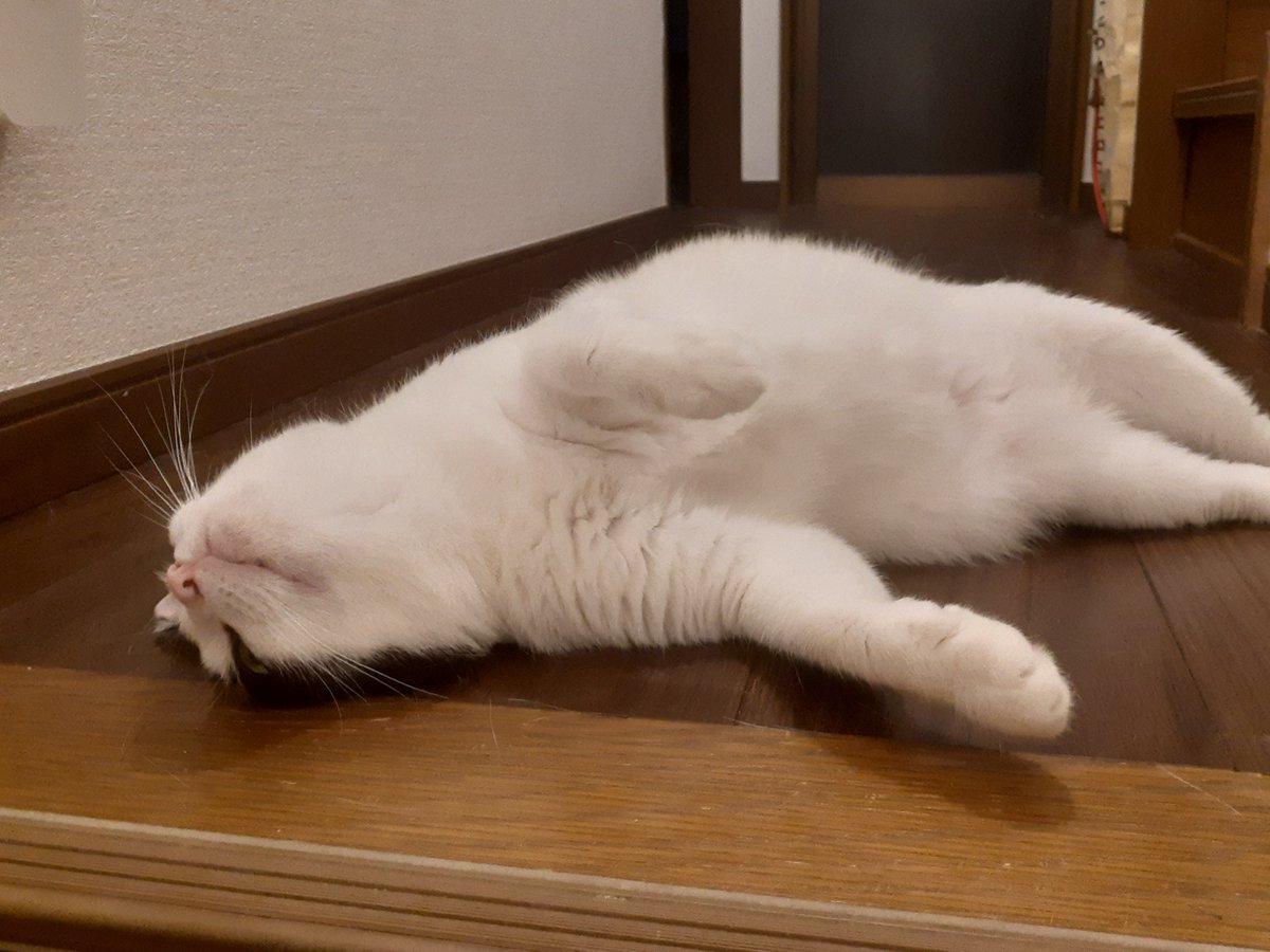 tomhig1's tweet photo. あたしのなわばり https://t.co/icK4glOaO3
