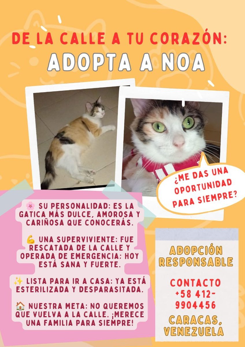 PerroUsuario's tweet photo. RP @Odina01: Por favor apoyemos a esta bella gatita NOA a conseguir un hogar amoroso y responsable... https://t.co/OokXtZA1zE