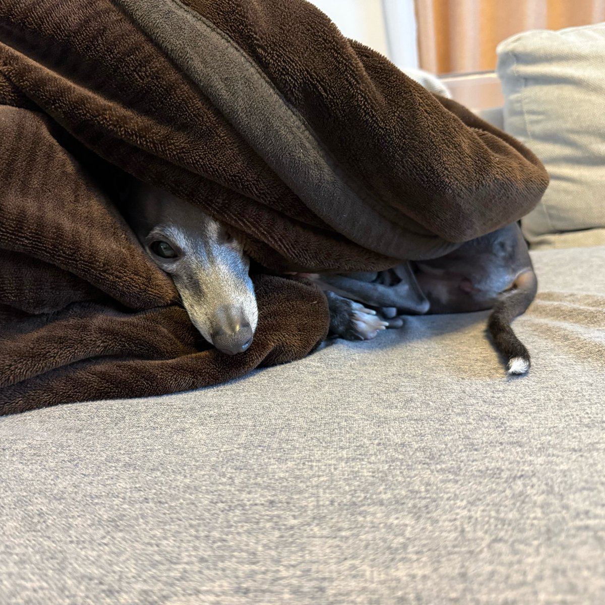 itaguretabi's tweet photo. 朝のみ見ることが出来る、毛布からじわじわ出てくる犬です𓃡 https://t.co/xc6aq4EBIm