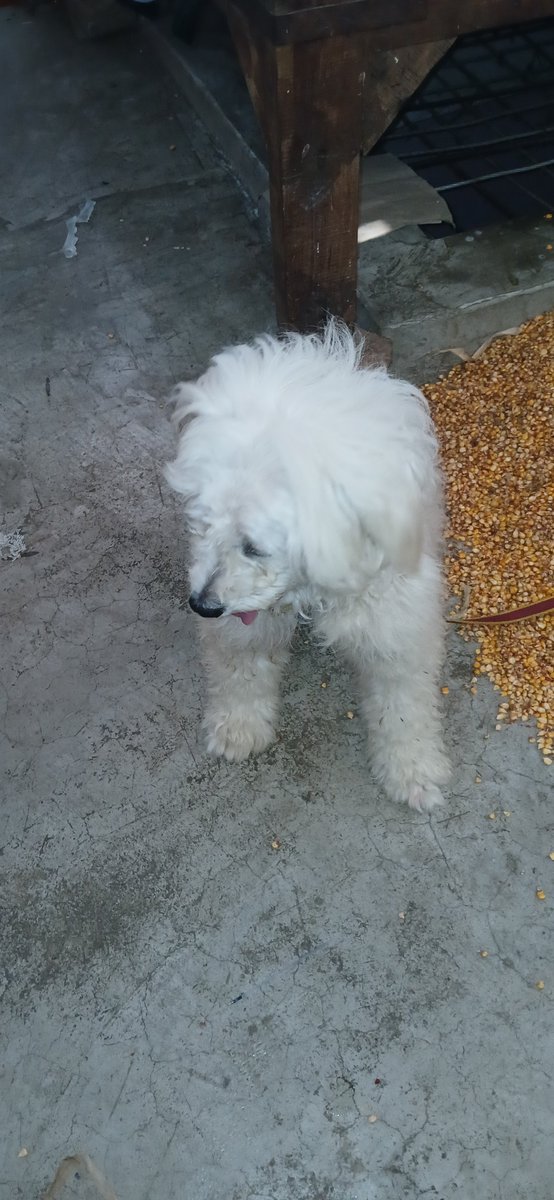 AdmireCuteDog's tweet photo. https://t.co/iGWPhm8iDb