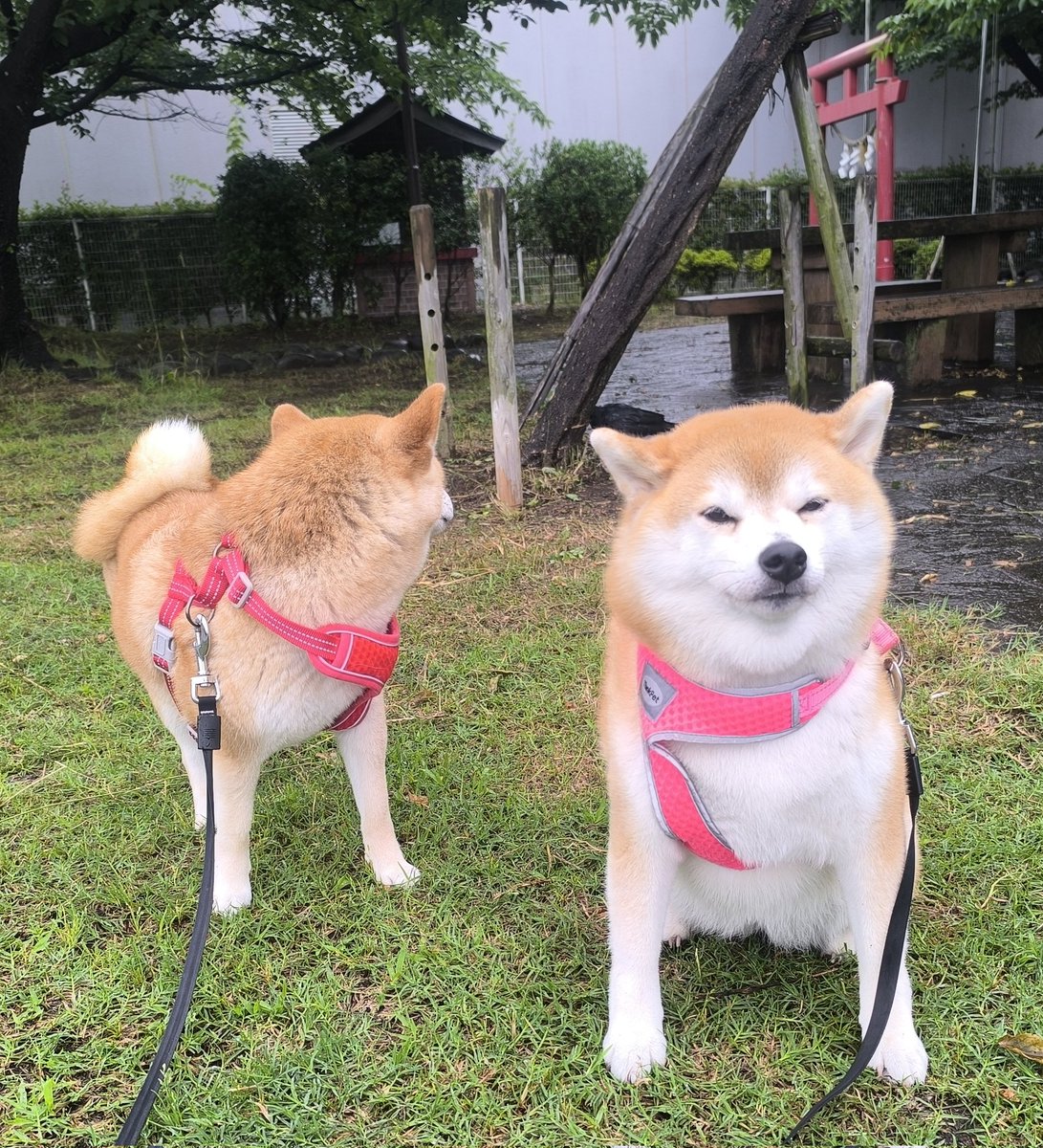 chibiko20190705's tweet photo. お早うございます😊
雨☔
土手にカラス🐦‍⬛さん😆
ちび子　ニコニコ😊
まる子　ニコニコ😊
#柴犬　#犬との生活　#犬のいる生活 https://t.co/Y4IO6mDQXE