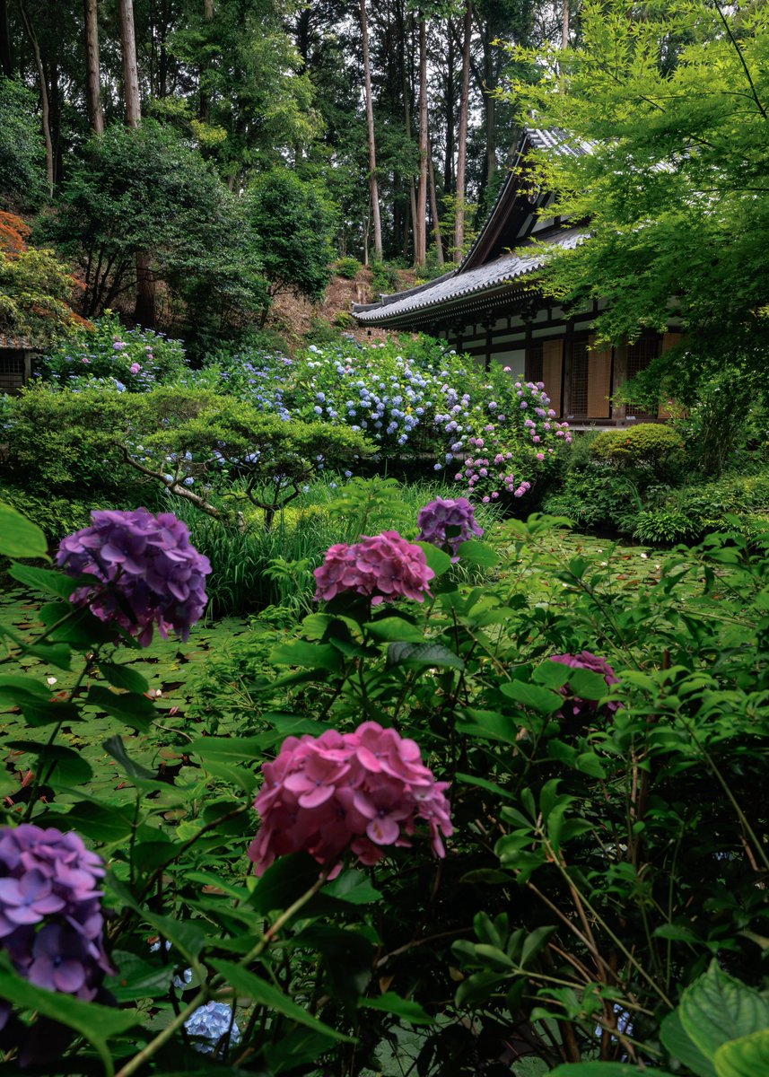 gansenji_temple's tweet photo. 今日、明日はしっかり雨が降りそうですね☔️
相性の良い雨☔と紫陽花をお楽しみいただけると思います✨

【お知らせ】

紫陽花の開花状況 : 見頃

注意事項をHPにて掲載しておりますのでご確認ください🙏
※カメラスタンドの使用は禁止
※花手水の花は触らない
※ペット同伴可能（注意事項厳守⚠️） https://t.co/FqNW6Cz868