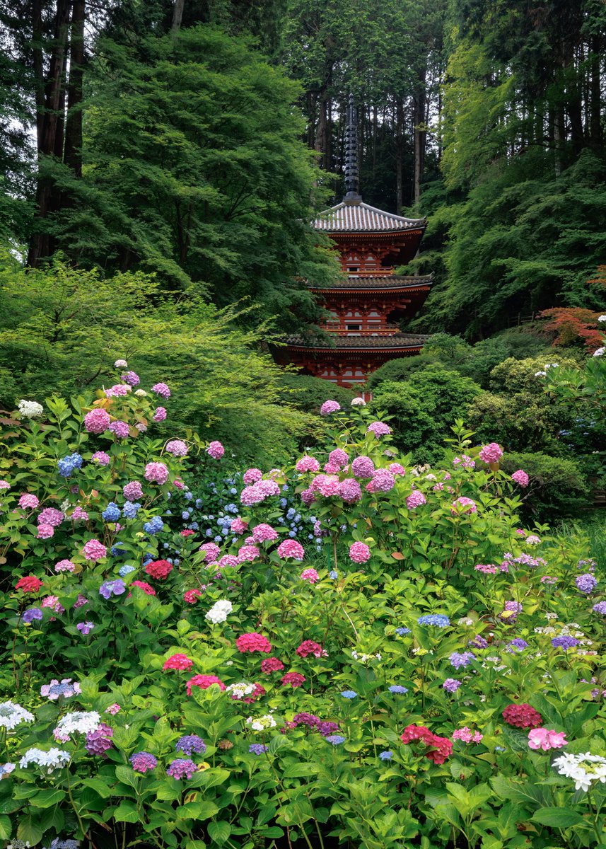 gansenji_temple's tweet photo. 今日、明日はしっかり雨が降りそうですね☔️
相性の良い雨☔と紫陽花をお楽しみいただけると思います✨

【お知らせ】

紫陽花の開花状況 : 見頃

注意事項をHPにて掲載しておりますのでご確認ください🙏
※カメラスタンドの使用は禁止
※花手水の花は触らない
※ペット同伴可能（注意事項厳守⚠️） https://t.co/FqNW6Cz868