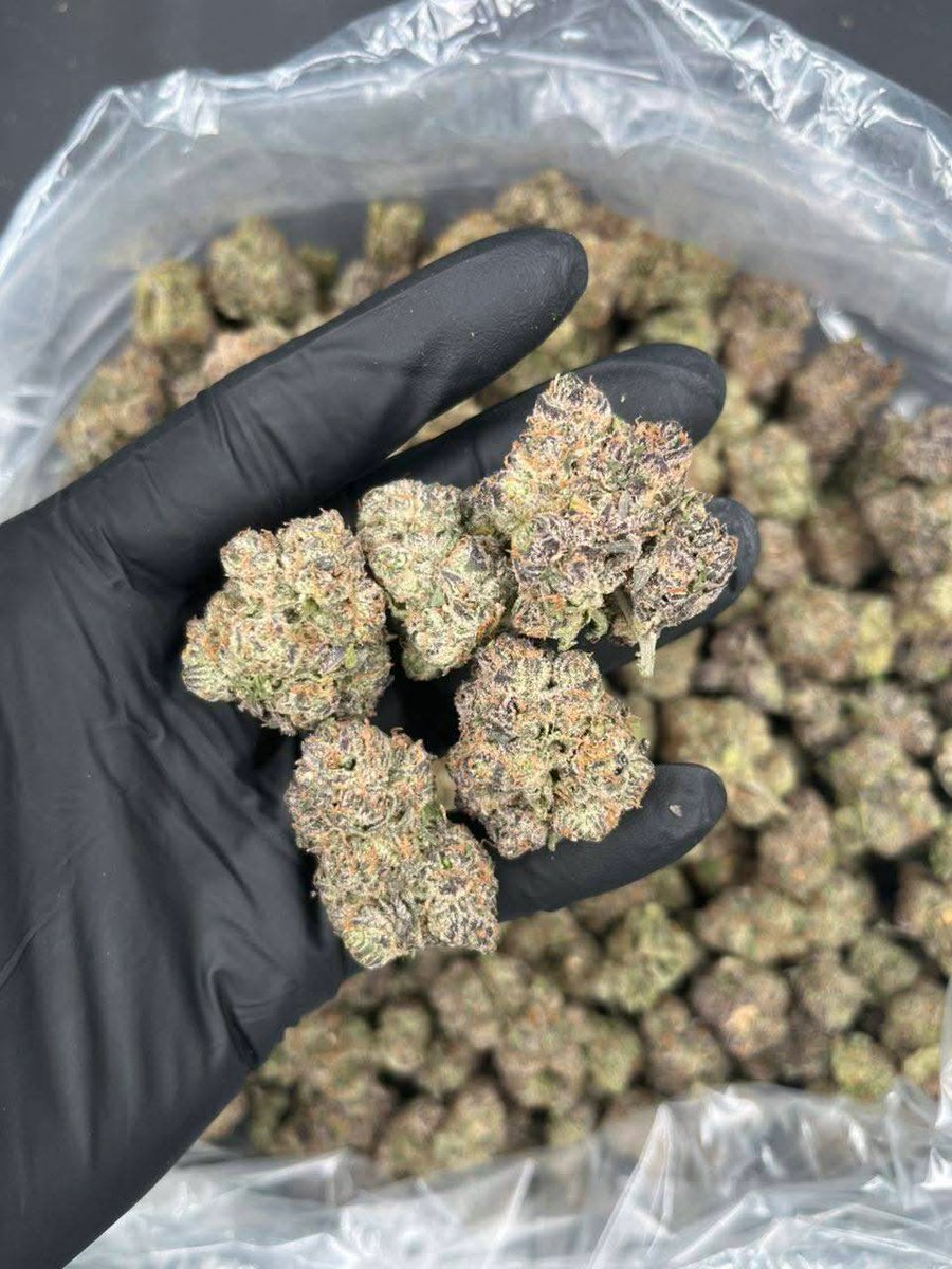 darkpharmacy7's tweet photo. Newark 973, Jersey City 201, Hartford 860 &amp; Providence 401! 🔥🌿🍃 Weed zaza gas ⛽ loud exotic shrooms 🍄 bulk shipping DM NOW 📍👇 Drop your city #Newark #Hartford #EasternUSA420 https://t.co/DkXKwxbjow