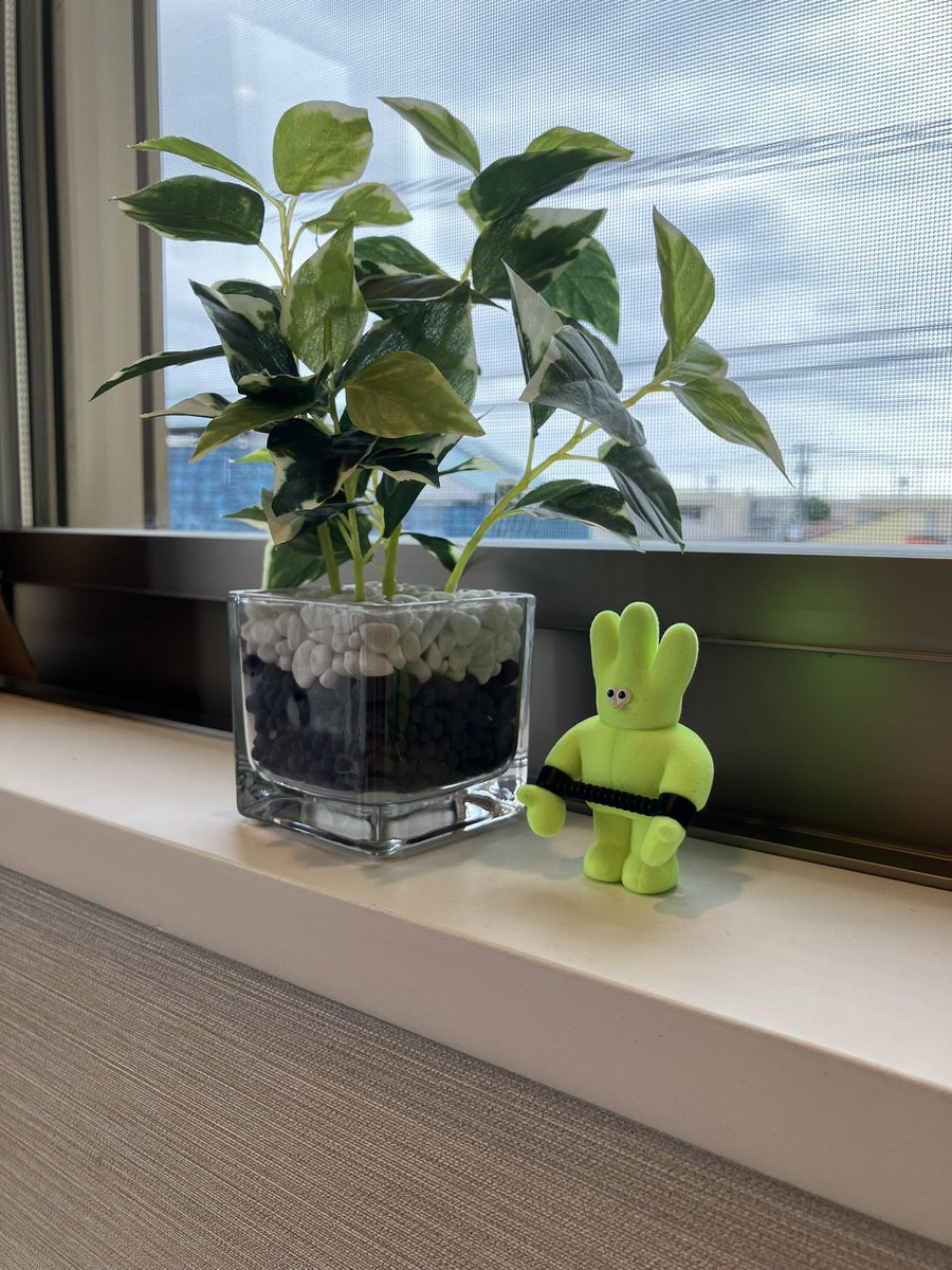 stella__mrt's tweet photo. おはようございます！

うちの窓辺には@zoo_mrt からもらった
トモダチが住んでいます🌱

カーテンを開けるたびに目が合ってカワイイ🤍
(でもなぜ手を縛られているのか、、、笑) https://t.co/66NXpZFBy5