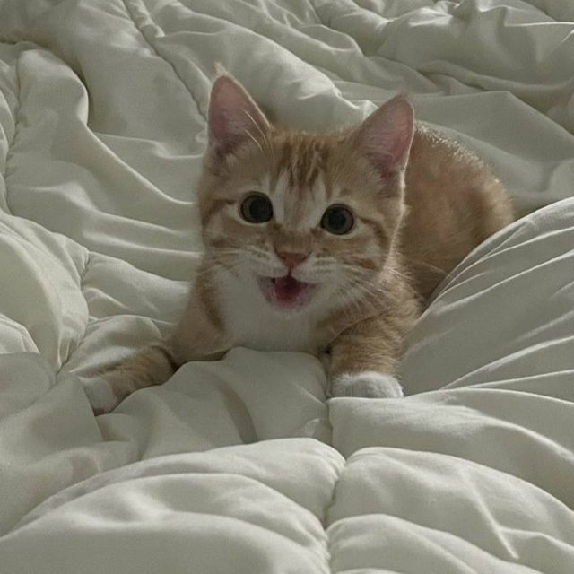 reading_sunbin's tweet photo. 고양이라는 생물은 왜 이렇게 귀여운걸까... 🩷 https://t.co/M8Nv0h4eFM