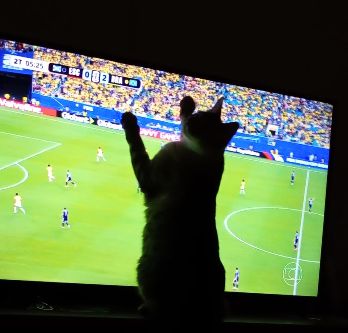 amandoela's tweet photo. Enquanto isso Pepo segue torcendo em Ipi https://t.co/4ClavnsT0s