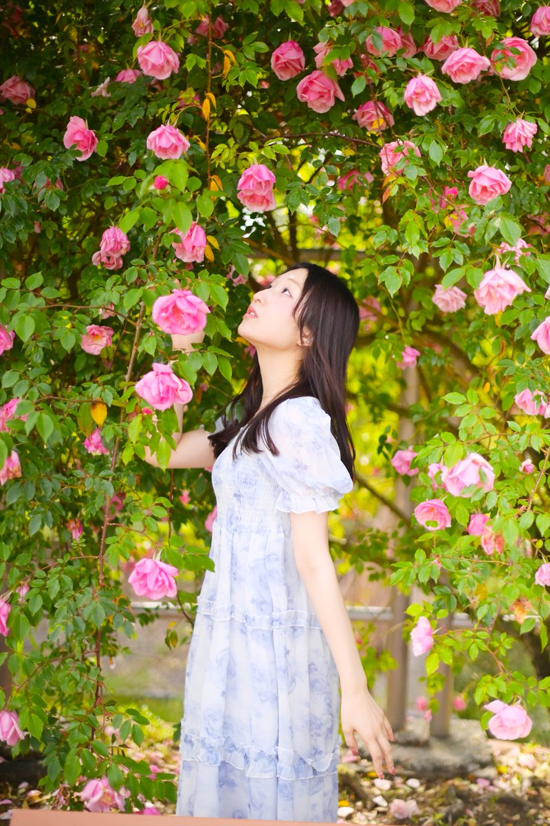 ネモフィラ