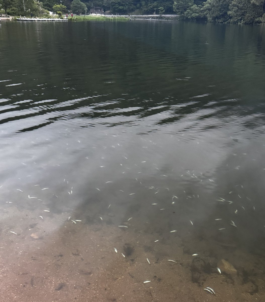 oki2418's tweet photo. 昨晩帰りに湯の湖に立ち寄りましたが異常なまでのヒメマス幼魚の大量死。
ホンマス？の幼魚は元気に泳いでましたがどうしたのでしょう、、、 https://t.co/RNBHyMRnlz
