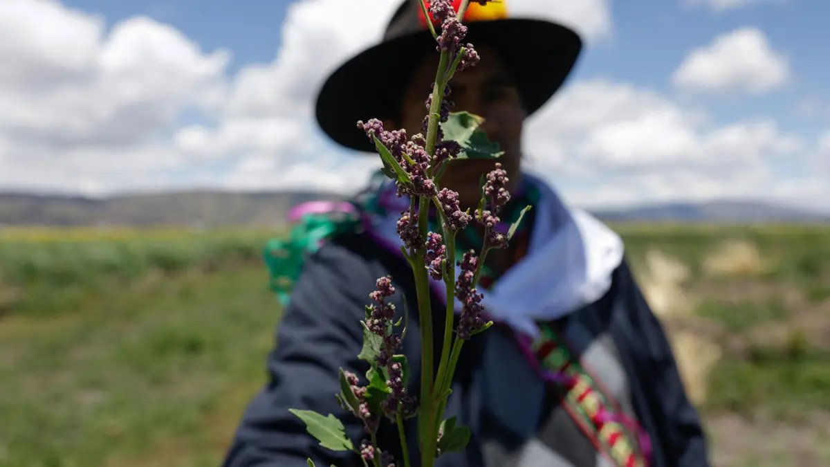 AnnaKavanaugh's tweet photo. #Indigenous cultural practices are essential #climate defenses and practical necessities for environmental resilience today. Recognizing sovereign rights and including this ancestral wisdom is paramount to addressing our #climatecrisis #environment 🌎🙏

https://t.co/kPpecxRrqE https://t.co/kpA6caktbg