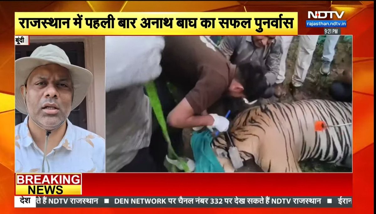 Salim_Ali_News's tweet photo. #Bundi रामगढ़ विषधारी टाइगर रिजर्व से आई सुखद खबर, बाघ RVT-07 ने प्राकृतिक वन क्षेत्र में किया प्रवेश, https://t.co/yP9NCRAXgF