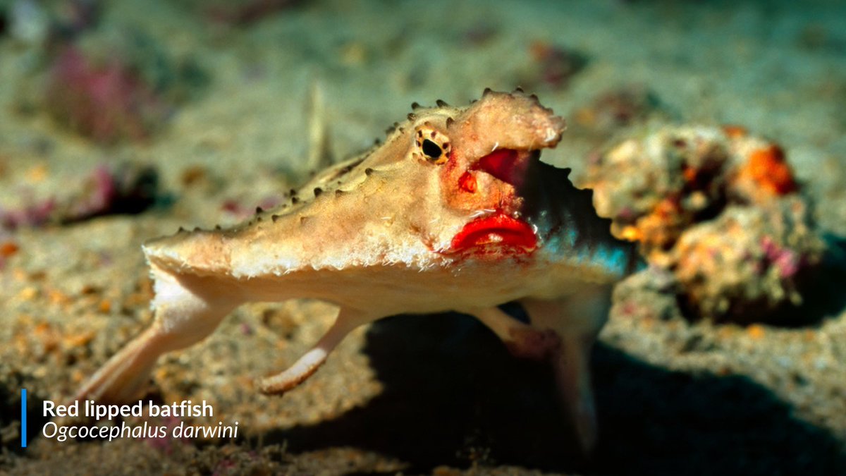 oceana's tweet photo. These fish have... feet? 👣🐟

Well, they’re not ACTUALLY feet, but they look like them! Using specially adapted fins, certain fish can "walk" along the seafloor or perch on rocks. 

Check out some of the ocean's most remarkable movers. 👇 https://t.co/ucT2EjmIXZ