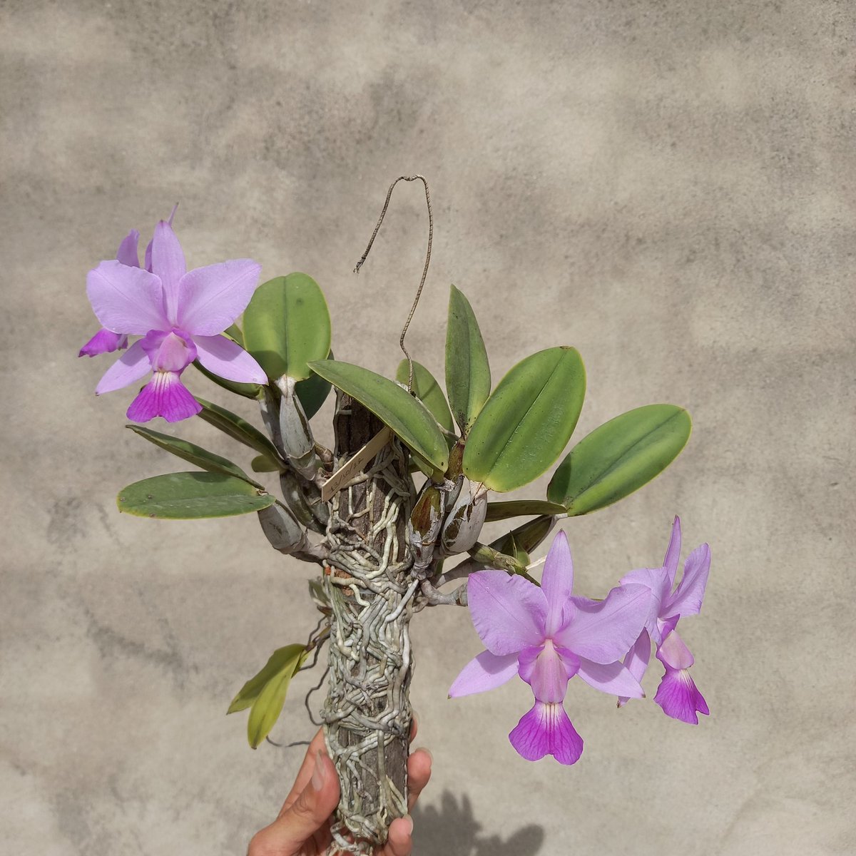 erickalbuqueoff's tweet photo. Cattleya walkeriana Tokio X Meire 🩷 #orchids https://t.co/tzf9l24A8U