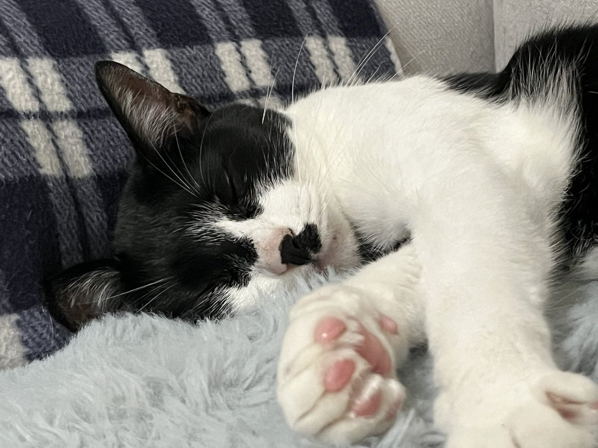 tabihaga's tweet photo. 雨の朝は眠いよね💤
ニャンズもまったりしています。
今日も一日ご安全に。 https://t.co/NdbvnhYrgy